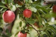 Red fruits and vegetables benefits (image sourced via Pexels / Photo by Zen Chung)